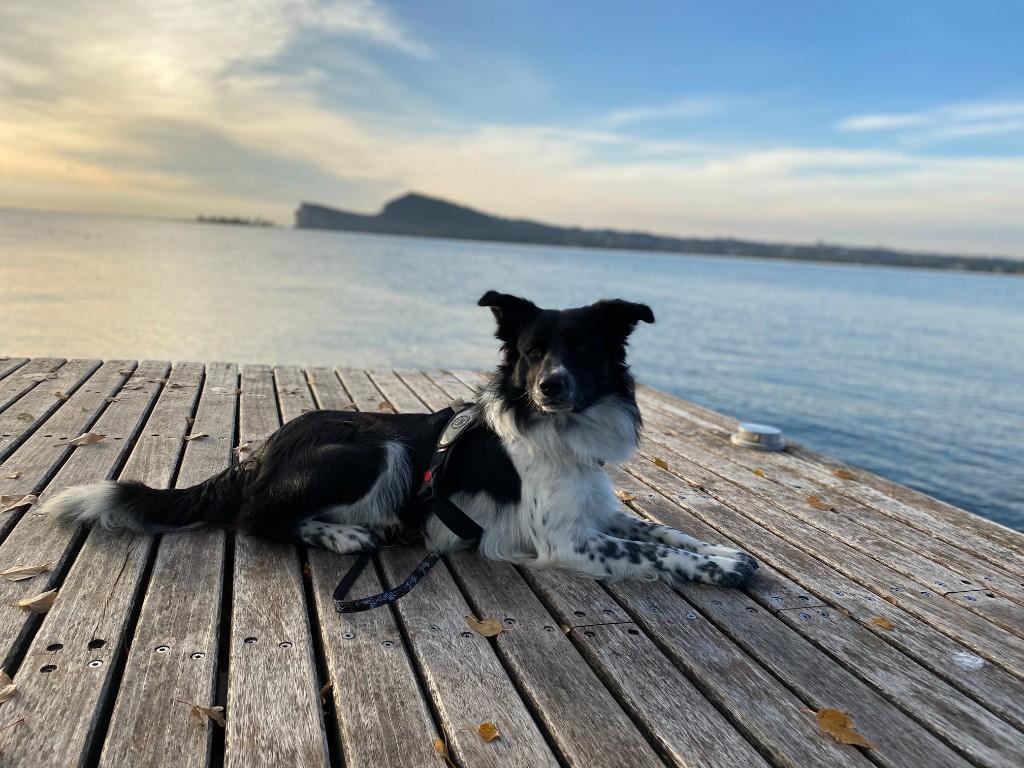 Hund auf dem Steg am Gardasee mit Blick auf die Rocca di Manerba